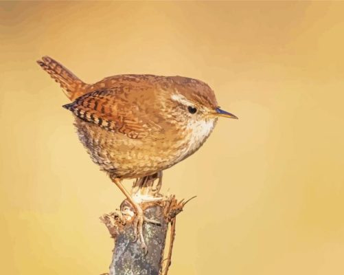 Troglodytes Bird Paint By Numbers