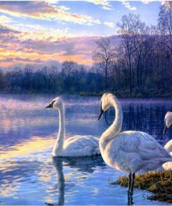 Swans and Waterfowl Paint By Numbers