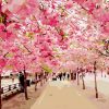 Index of Beautiful Cherry Blossom Paint By Numbers