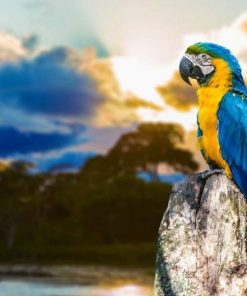 Single Parrot Paint By Numbers