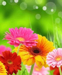 Pink Gerbera Daisies Paint By Numbers