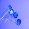 Blue Ocean Jellyfish Paint By Numbers