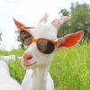 Goat with Sunglasses Paint By Numbers