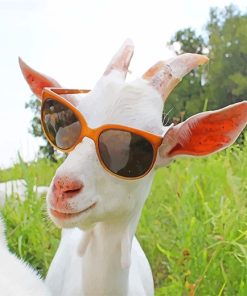 Goat with Sunglasses Paint By Numbers