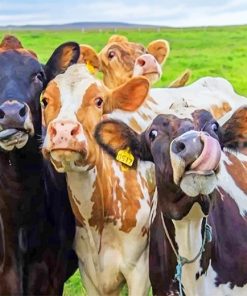 Happy Farm Cows Paint By Numbers