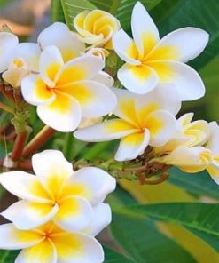 Orchid Blooming Paint By Numbers