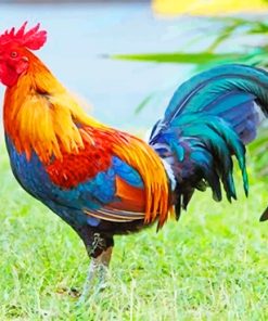 Colorful Kauai Chicken Paint By Numbers