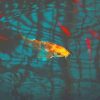 Koi Yellow Japanese Fish Paint By Numbers