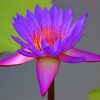 Purple Lotus Flower Paint By Numbers