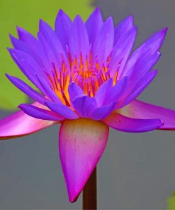 Purple Lotus Flower Paint By Numbers