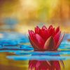 Lotus Pink Water Scene Paint By Numbers