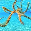 Ocean Octopus Paint By Numbers