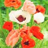 Poppy Anemone and Red Flowers Paint By Numbers
