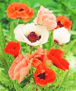 Poppy Anemone and Red Flowers Paint By Numbers