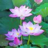 Lotus Flower Painting Kit Paint By Numbers