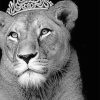 Queen Lioness Black and White Paint By Numbers