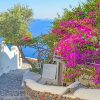 Santorini Greece Pink Blooms Paint By Numbers