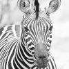 Zebra Black And White Animal Paint By Numbers