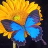 Blue Butterfly and Sunflower Paint By Numbers