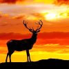 Deer Orange Sky Paint By Numbers
