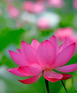 Pinky Lotus Flower Paint By Numbers