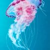 Colorful Ocean Jellyfish Paint By Numbers