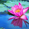 Pink Lotus Lake Paint By Numbers