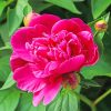 Pink Peony Flower Paint By Numbers