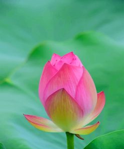 Pink Tulip Nature Paint By Numbers