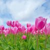 Pink Tulips Spring Paint By Numbers