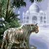 Majestic White Tiger Animal Paint By Numbers