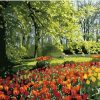 Spring Garden Tulips Paint By Numbers