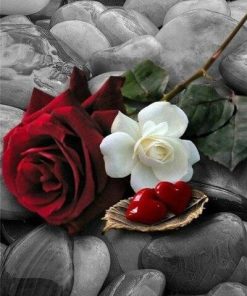 Red and White Roses Paint By Numbers