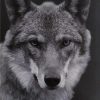 Majestic Wolf Black and White Paint By Numbers