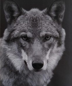 Majestic Wolf Black and White Paint By Numbers