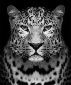 Black and White Leopard Painting Paint By Numbers