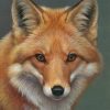 Peyan Fox Animal Paint By Numbers