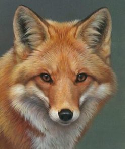 Peyan Fox Animal Paint By Numbers