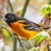 Orioles on Branches Paint By Numbers