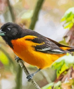 Orioles on Branches Paint By Numbers