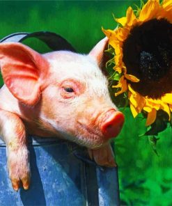 Sunflower Pig Paint By Numbers