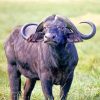 Majestic African Buffalo Paint By Numbers