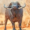 African Wildlife Buffalo Paint By Numbers