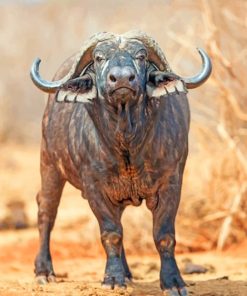 African Wildlife Buffalo Paint By Numbers