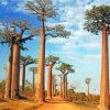 Majestic Baobabs Landscape Paint By Numbers