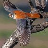 Desert Bird American Kestrel Paint By Numbers