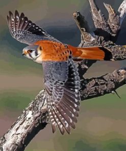Desert Bird American Kestrel Paint By Numbers