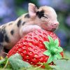 Pig with Strawberries Paint By Numbers