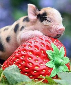 Pig with Strawberries Paint By Numbers