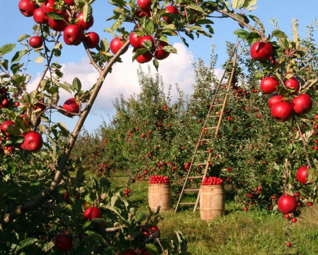 Beautiful Apple Fields Paint By Numbers